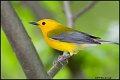 _0SB9661 prothonotary warbler